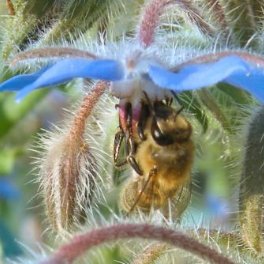 Bienen