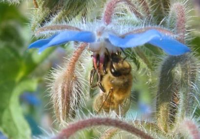 Bienen